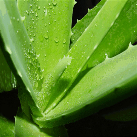 Aloe vera extract powder , Aloe Emodin,